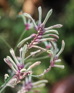 anigozanthos flavidus kangaroo paw flowers celebrations masquerade blue lilac and green flowers