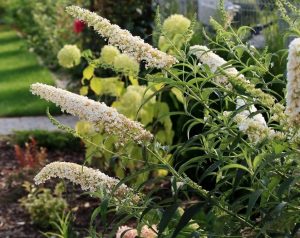 Buddleia asiatica Spring surprise buddleia white long flowers growing in a cottage style garden