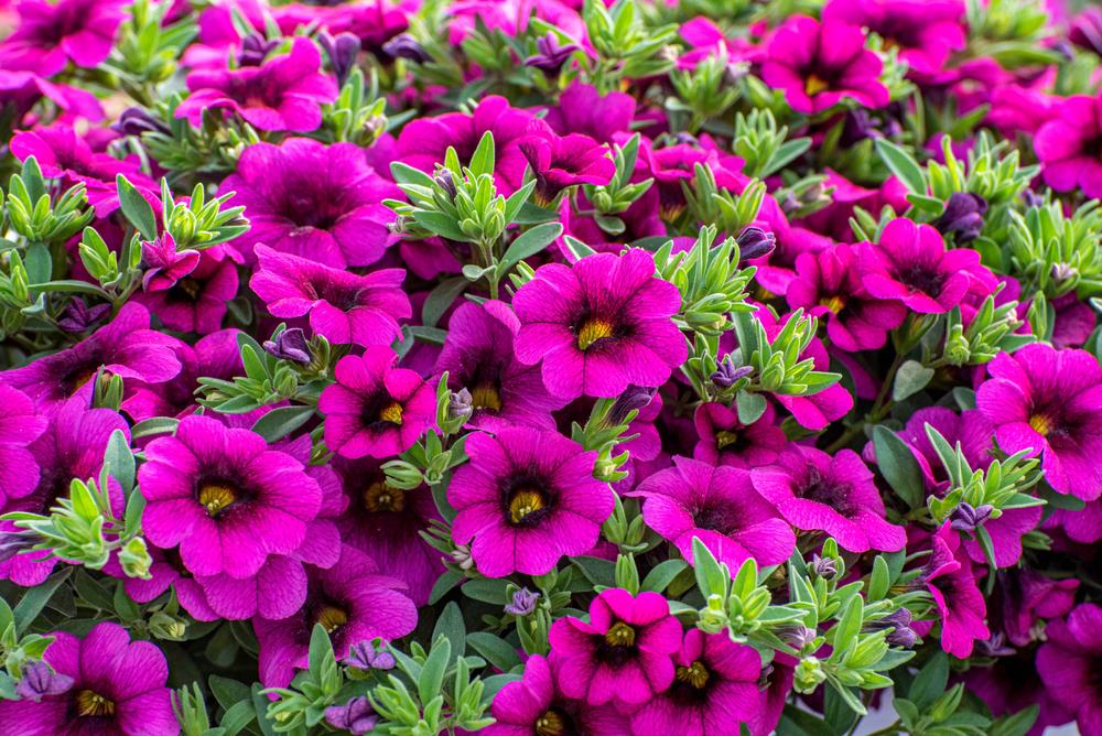 Calibrachoa hybrid Aloha Kona Neon rich purple pink flowers growing in a cottage garden