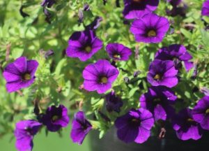 Calibrachoa hybrid Aloha® Nani Blue, masses of purple mini petunia flowers with yellow centres growing in a cottage style garden