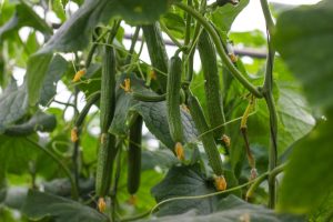 Cucumis sativus Cucumber fruits hanging off plant vine vegetables ready for picking long green straight edibles in a garden