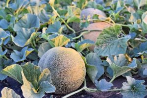 Cucumis melo Rockmelon Cantaloupe or Honey dew melons growing in a garden fruit refreshing ready for eating.