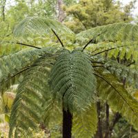 A large fern tree in the middle of a wooded forest area in Australia Cyathea cooperii coin spotted tree fern