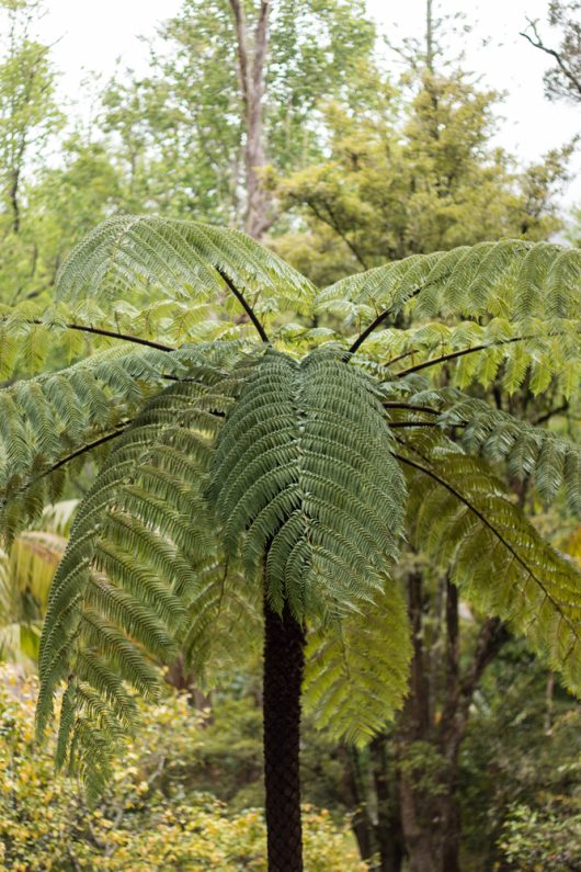 A large fern tree in the middle of a wooded forest area in Australia Cyathea cooperii coin spotted tree fern