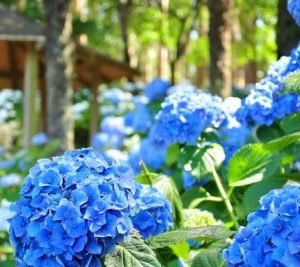 Blue flowers hydrangeas