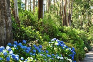 A path lined with blue flowers and trees.