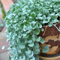 A Dichondra 'Silver Falls' with greyish-green leaves cascading down the side of a mixed brown and beige pot, placed on an outdoor surface.