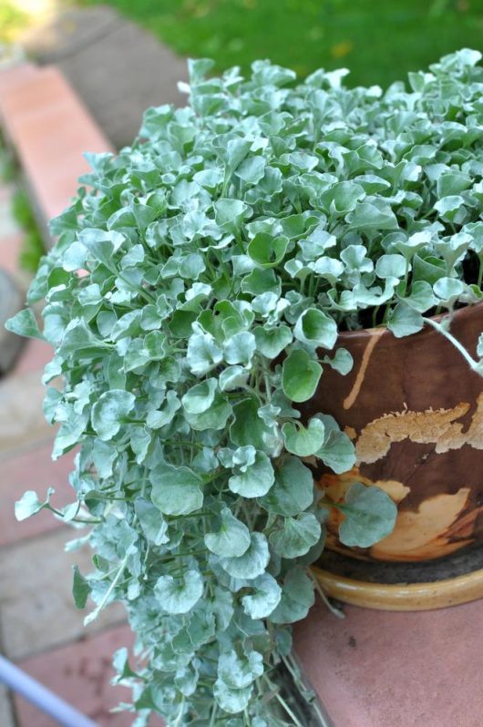 A Dichondra 'Silver Falls' with greyish-green leaves cascading down the side of a mixed brown and beige pot, placed on an outdoor surface.