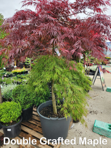 Double grafted maple.
