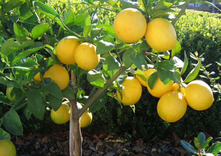 Get a $20 Lemon Tree for just $8 when you spend over $100