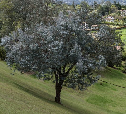 A single Eucalyptus 'Argyle Apple Gum' 8" Pot is set on a grassy slope, with houses and lush vegetation visible in the background.