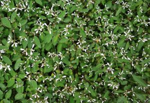 Euphorbia hypericifolia dIAMOND dAZZLER SMALL WHITE FLOWERS WITH GREEN FOLIAGE GROWING IN A GARDEN