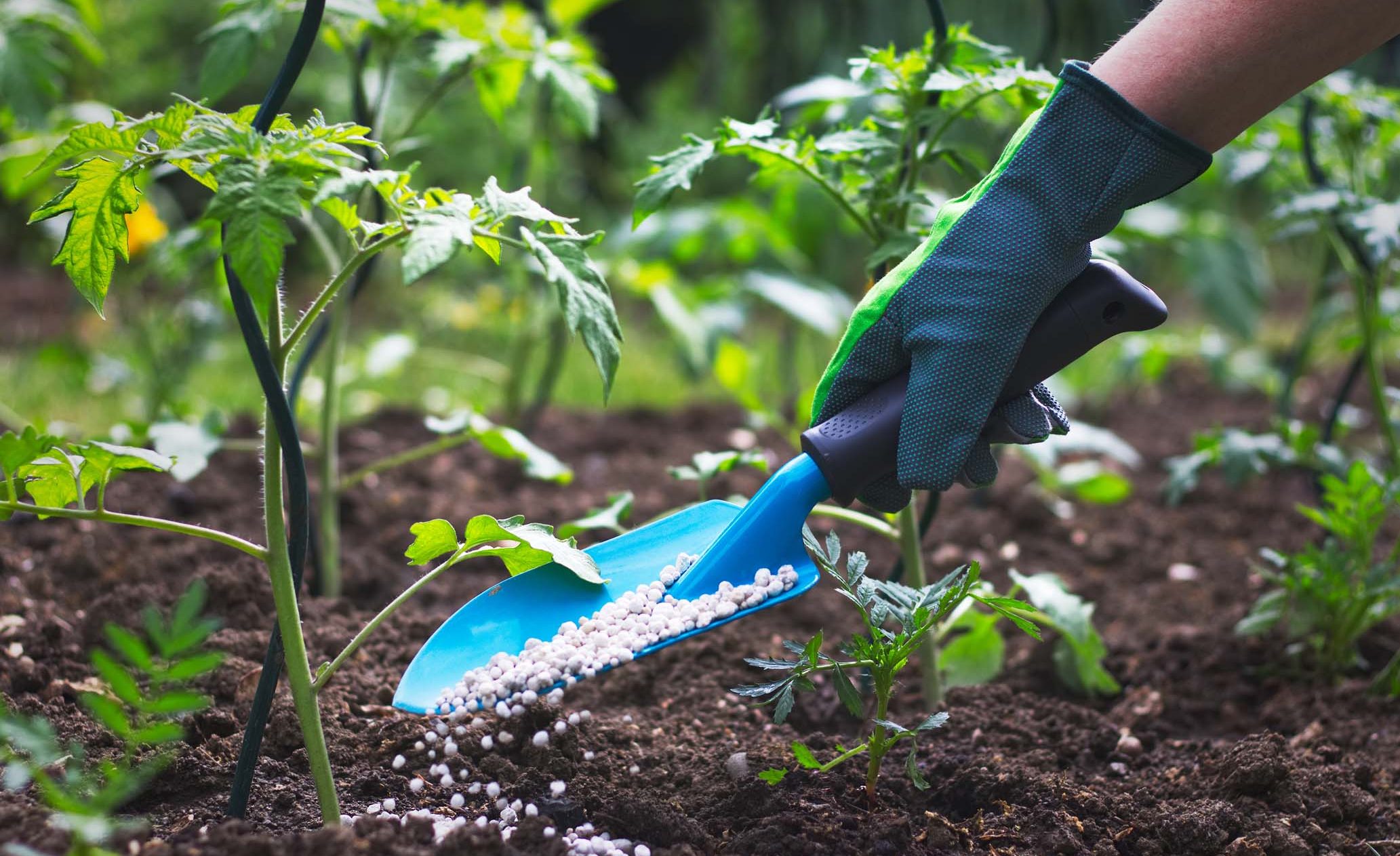 A person using a shovel to plant fertiliser in a garden.