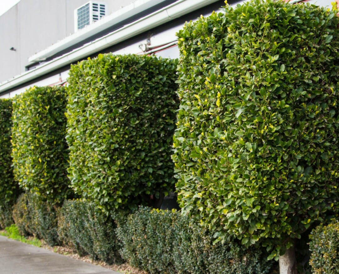 Ficus Flash hedge