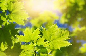 Green Japanese Maple Leaf