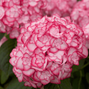 The flowers are pink and white. Hydrangea Miss Saori