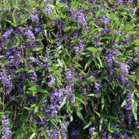 Hardenbergia Native Sarsaparilla with purple flowers and green leaves.