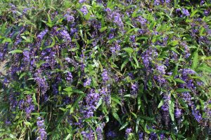 Hardenbergia Native Sarsaparilla with purple flowers and green leaves.