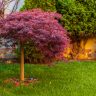 Red foliage of the weeping Laceleaf Japanese Maple tree (Acer palmatum) in garden