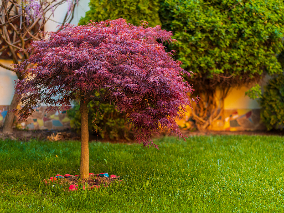 Red foliage of the weeping Laceleaf Japanese Maple tree (Acer palmatum) in garden