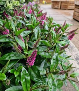 hebe hybrid sunset boulevard flowering border plant. Dark green glossy leaves foliage with purple furry flowers