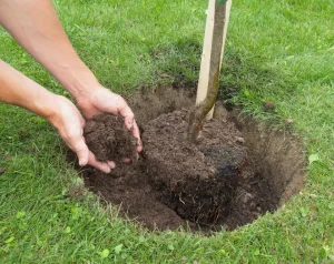 Digging big hole for tree