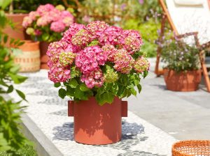 Hydrangeas in pots on a patio.