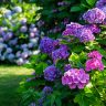 A bunch of modern purple and blue hydrangea flowers in a garden.