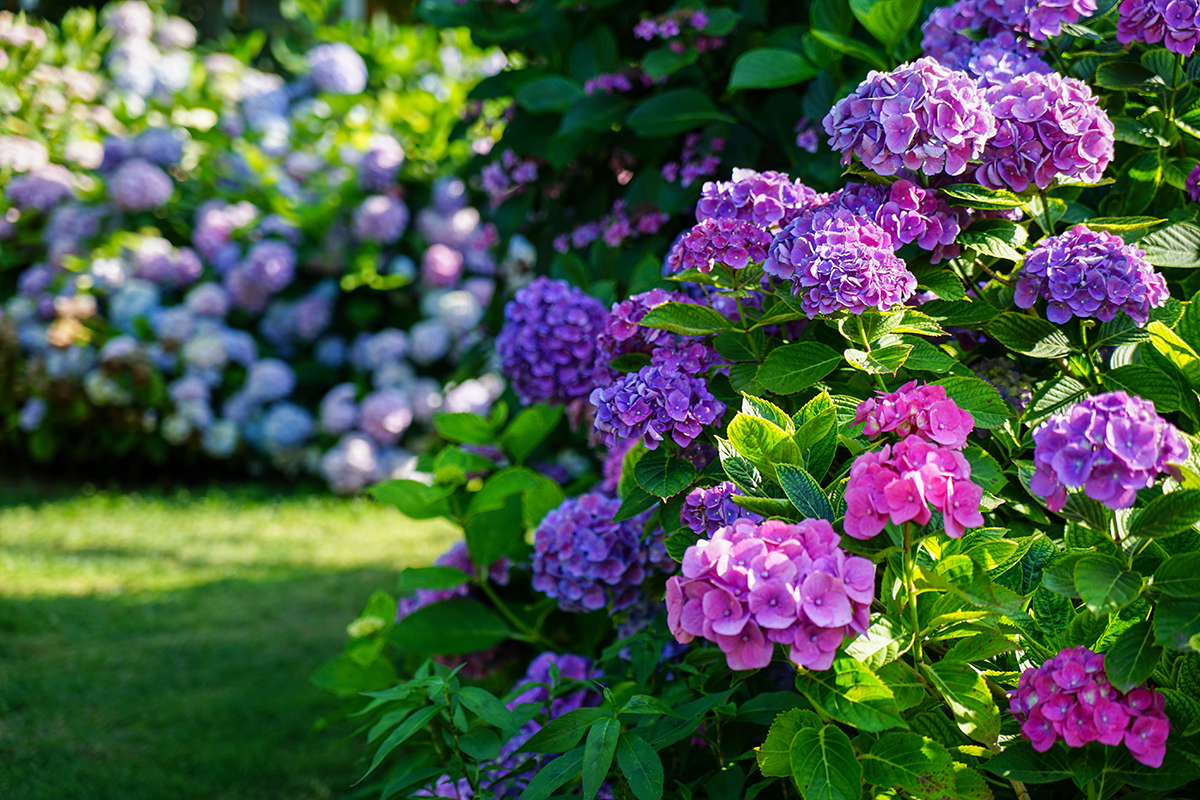 A bunch of modern purple and blue hydrangea flowers in a garden.