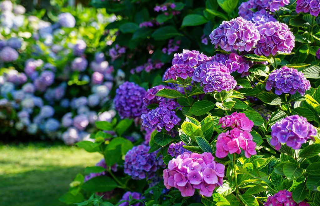 Modern garden with purple and blue hydrangea flowers.