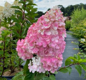 Pink hydrangeas in pots in a nursery. Hydrangea Sundae Fraise flower