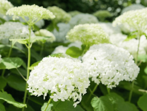 White hydrangea blooming in a garden. Annabelle hydrangea