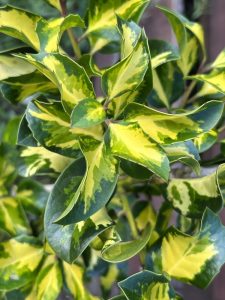 english holly variegated with dark green glossy yellow leaves produces red berries christmas plant lovely shurb ilex altaclerensis lawsoniana holly