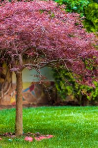 Japanese,Red,Maple,Tree,In,The,Late,Evening.