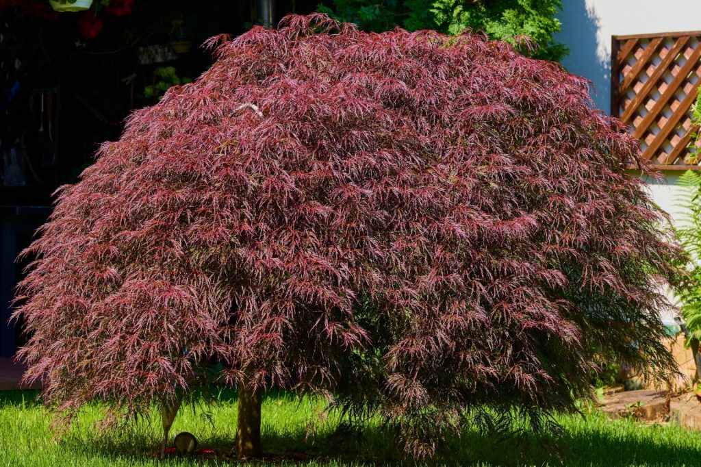 A modern garden featuring a Japanese tree with brilliant red leaves.