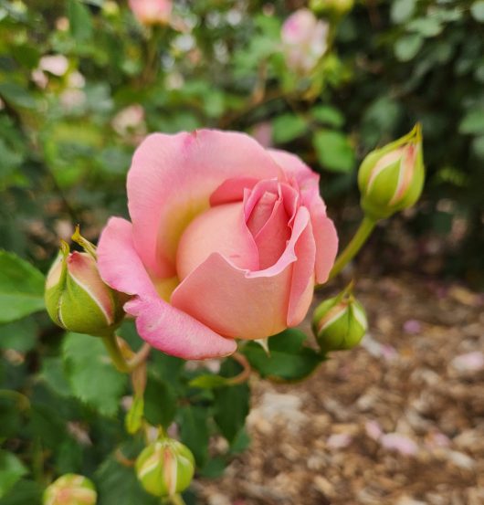 David Austin Jubilee Celebration Old English shrub rose pink blooms with golden yellow undertonnes growing