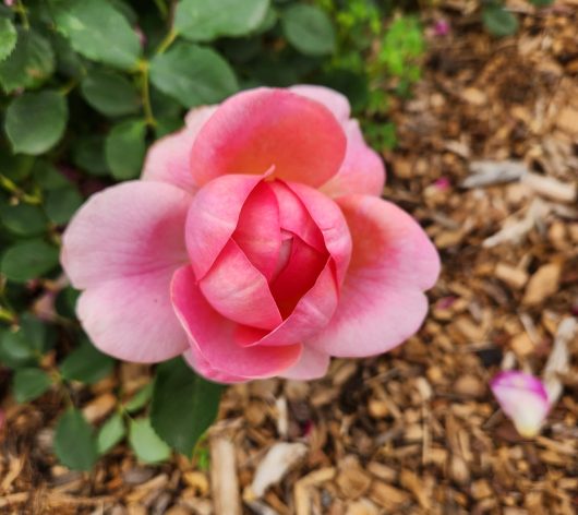 David Austin Jubilee Celebration Old English shrub rose pink blooms with golden yellow undertonnes growing