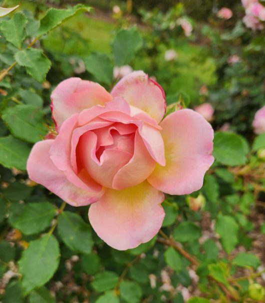 David Austin Jubilee Celebration Old English shrub rose pink blooms with golden yellow undertonnes growing