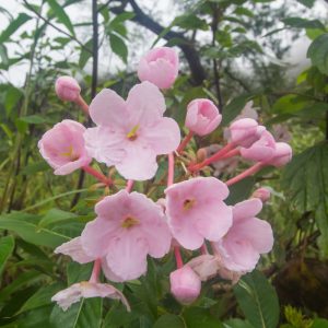 Luculia gratissima rosea Luculia early dawn tropical plant with pale pink flowers