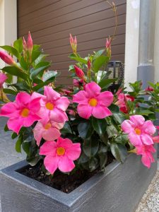 Mandevilla 'Aloha Pink Perfection' tropical star shaped flowering shrub producing bright hot pink flowers with yellow centres