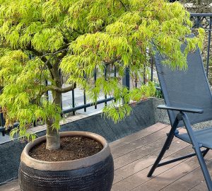 Japanese Weeping Maple in Pots