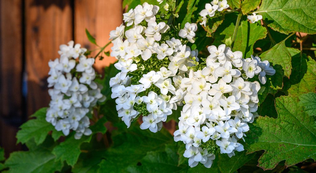 White flowers on a plant in front of a wooden fence. 'Oakleaf' Hydrangea