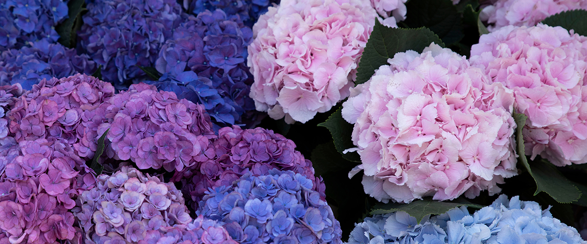 A close up of blue and purple flowers. Hydrangeas