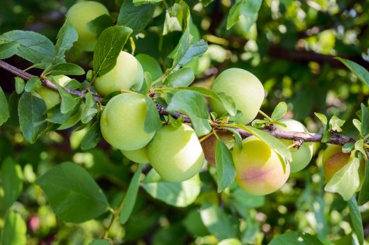 Prunus domestica Greengage dwarf european plums growing off a tree branch with green skinned fruits