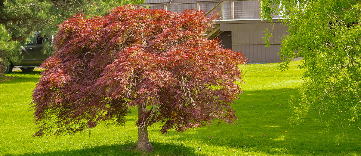 Red Japanese Weeping Maple in Yard