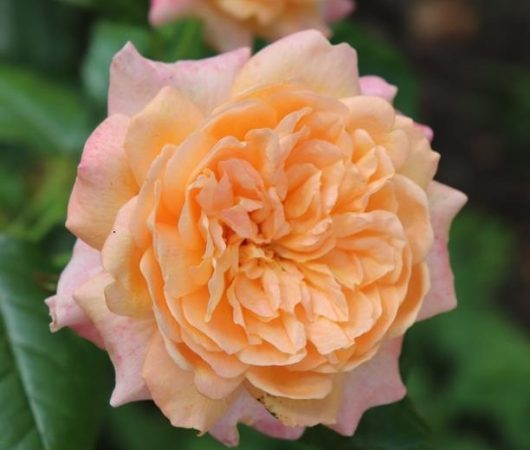 rosa floribunda Caramella rose fairytale roses apricot buff roses