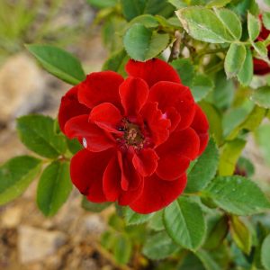 Rosa Carpet rose Red Groundcover rose flower with green leaves growing in a garden bed