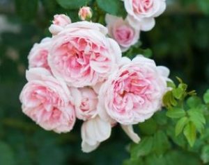 rosa hybrid tea Cinderella Pink climbing roses growing on a bush