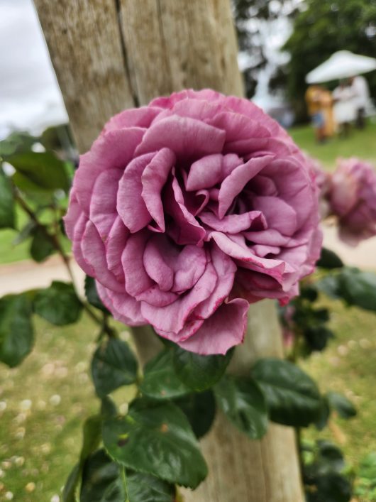 Rose 'Quicksilver' Climbing rose purple mauve lilac blooms growing on a pole
