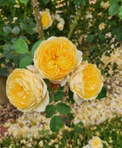 rosa teasing georgia english shrub rose yellow buff blooms